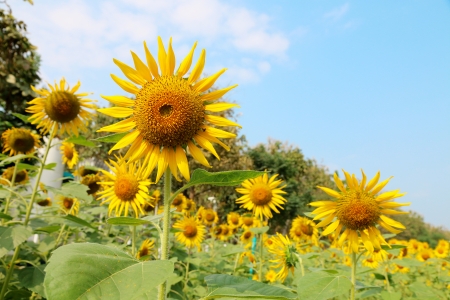 sunflower agriculture fieldの写真素材