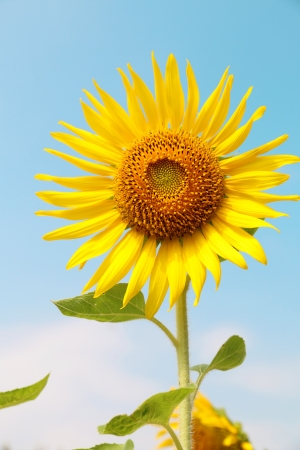 Close up of sunflowerの写真素材