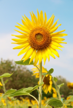 Close up of sunflowerの写真素材