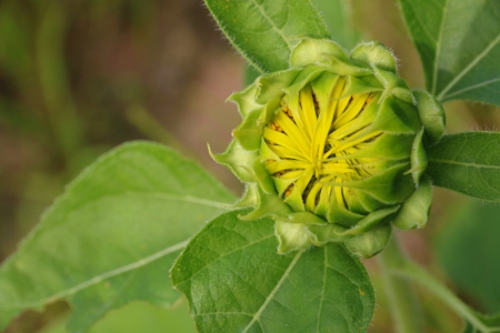 sunflower young budの写真素材