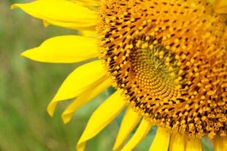 Close up of sunflowerの写真素材