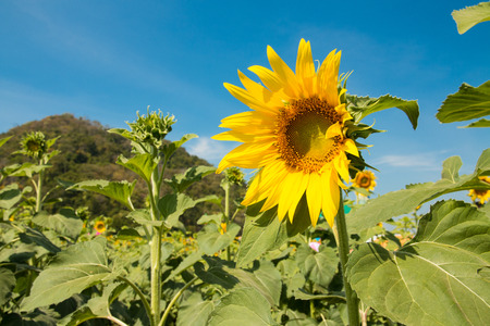 Sunflowers in the agriculture field の写真素材