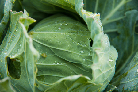 The fresh green cabbage close up in an organic agricultural farmの写真素材