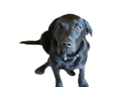 Nosey Dogの写真素材