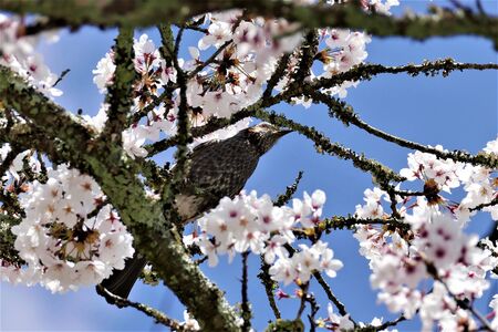 Cherry blossoms and wild birds in full bloomã€€
