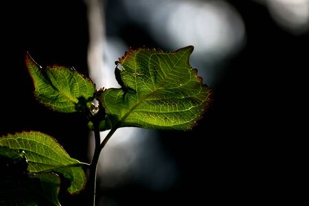 A leaf that can be seen through the trees in the forest in light of the leaking sun