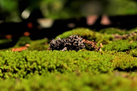 Close-up of moss and pine conesの写真素材