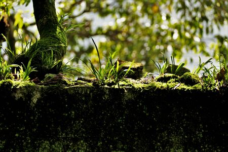 grass on the stone is bathed in the sunの写真素材