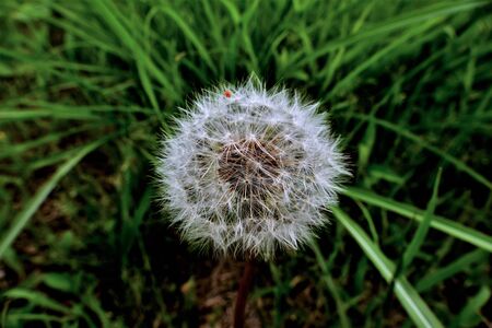 Dandelions that look like geometric patternsの写真素材