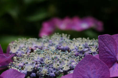 Close-up of the red-tailed hydrangea in full bloomの写真素材