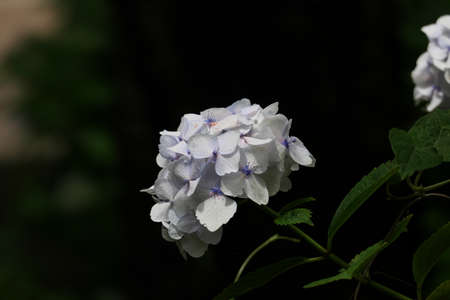 White hydrangea shining on a dark backgroundの写真素材