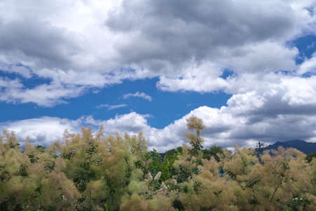 Trees with foggy branches, blue sky and cloudsの写真素材