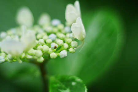 Macro of white hydrangea serrata in the background greenの写真素材