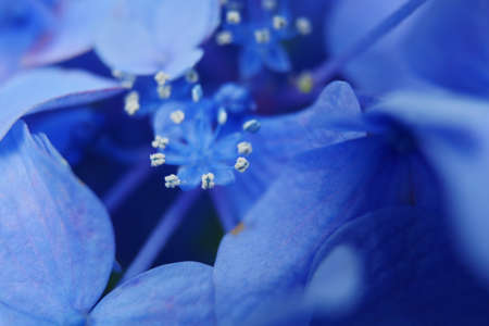 Macro of hydrangea stamens and blue petalsの写真素材