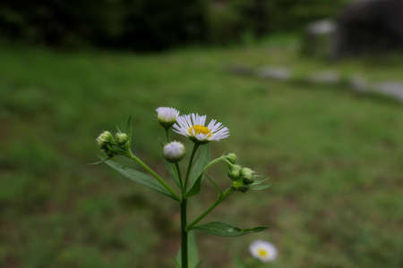 Close-up of the White Halcyon