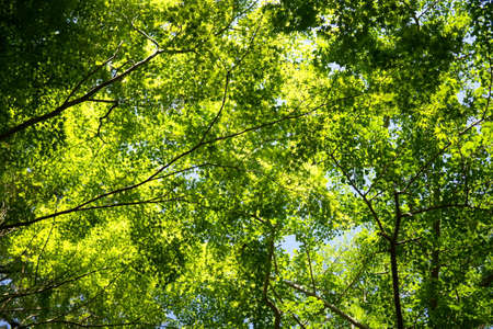 Look up at the fresh green forest