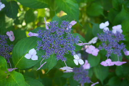 Hydrangea serrata looking down from above