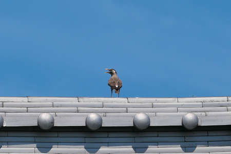 a bird on a roof that opens its mouth wideの写真素材