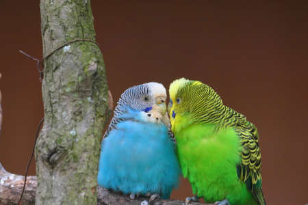 A colorful parakeet with good relations