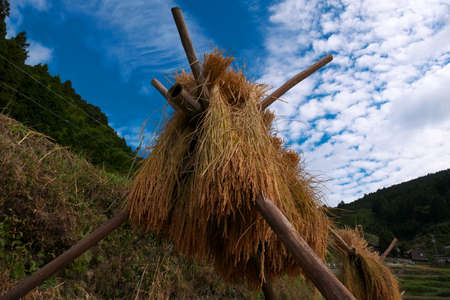 Under the autumn of blue sky, hanging out the harvested riceの写真素材