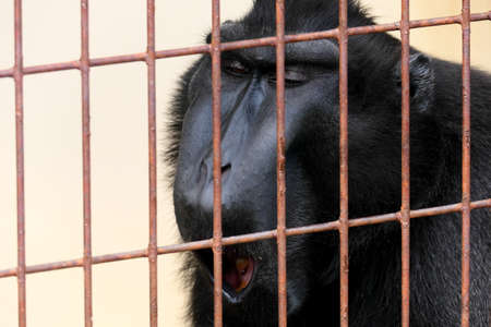 Yawning black monkey in a cageの写真素材