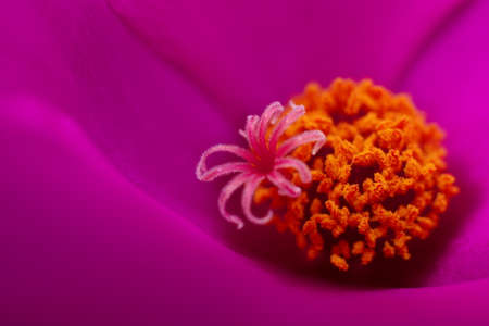 Close-up of pink flowersの写真素材