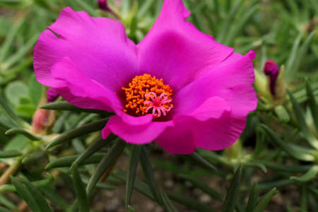 Pink flowers on the side of the road