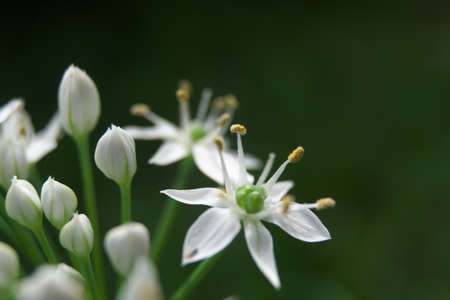 A little white flower by the road.