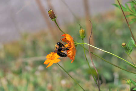 bee in the orange cosmos