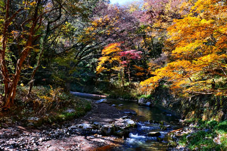 Mountain streams and vivid autumn leaves