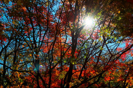 Vivid autumn leaves and the sun in the valley