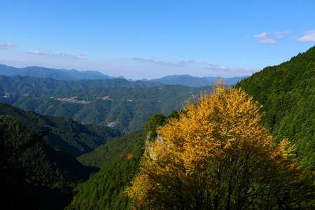 Bright yellow autumn leaves against the backdrop of mountains and blue sky