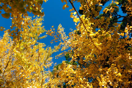 Bright golden autumn leaves and blue sky
