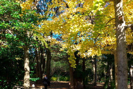 Colorful autumn leaves in the valley