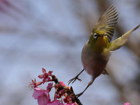 Kawazu cherry blossom and Japanese white-eyeの写真素材