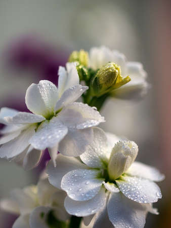 Flower Bed White Stockの写真素材