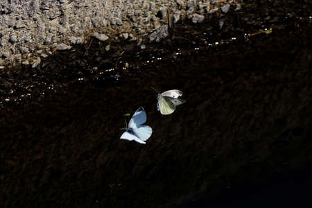 Two butterflies flying by the water