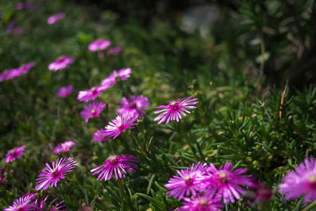 Close-up of pink flowers blooming in the fieldの写真素材