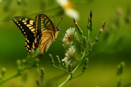 a white flower in which butterflies suck nectar