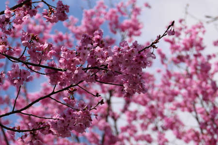 Pink cherry blossoms in full bloom
