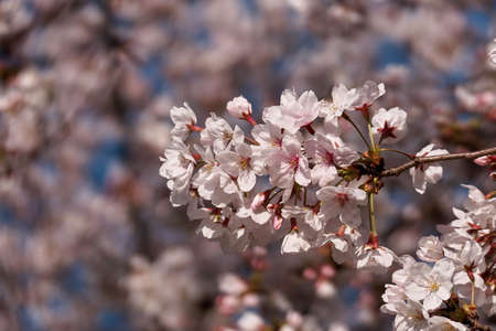 Close-up of light pink cherry blossom