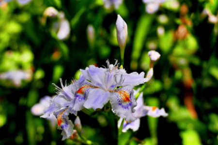 large shaga with purple and red patternsの写真素材