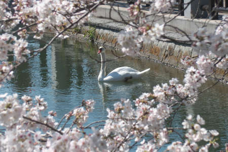 Swan swimming in the moat beyond the cherry blossomsの写真素材