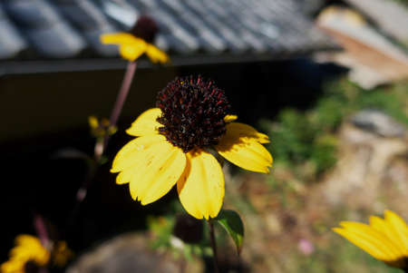 Close-up of yellow Ludobekia blooming by the roadsideの写真素材