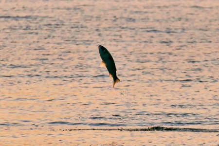 Fish jumping to sea in sunset before sunset