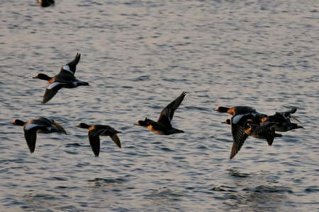 a flock of ducks flying over the sea