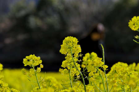 Close-up of rape blossoms in a wide rapeseed field