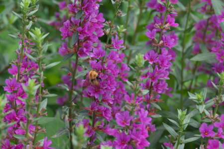 small bee that sucks reddish-purple misohag and nectarの写真素材