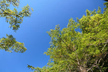 Fresh green under the blue sky