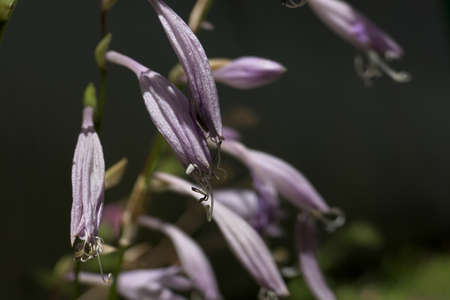 Casta Clausa in full bloom in the sunの写真素材